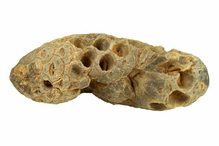 Fossil Cycadophyte Seed Cone - Boujdour, Morocco #288733